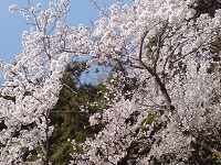 さくらの花見、ザ日本人です