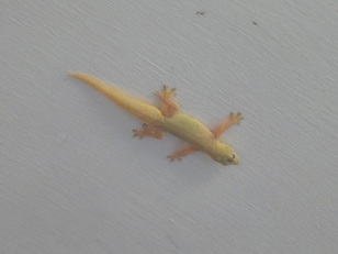 かなり大きめのゲッコー