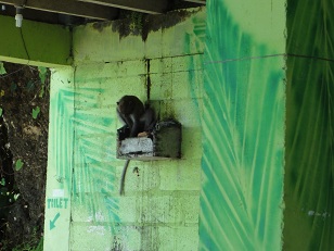 ビンギンのワルンに出没した野生猿