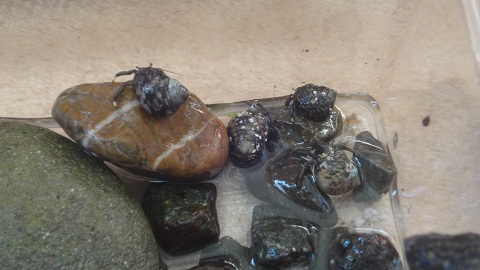 兵庫県明石の海岸にいたヤドカリ