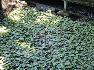 完全に外と一体化した露天風呂