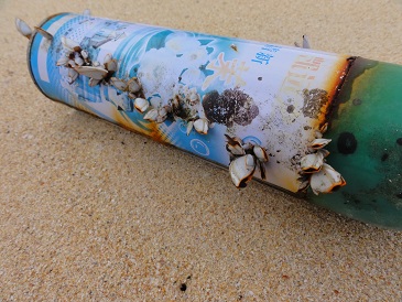 缶に生息している亀の手？？？