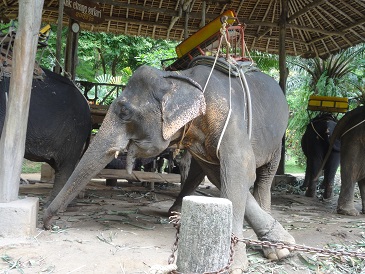 像乗り。エレファントライドですね