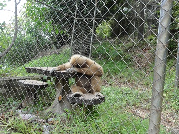 考えごとをするオラウータン