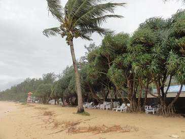 こんなところにヤシの木なんてあったか？？？