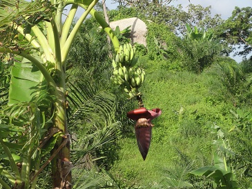 道端に生えているバナナ