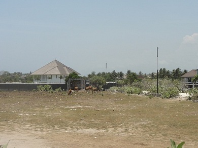 牛を放牧中。それにしても痩せてるうしです