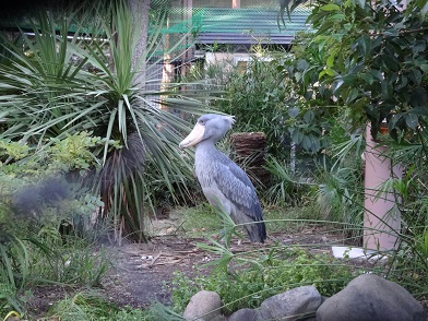 上野動物園のかっこいい鳥「ハシビロコウ」