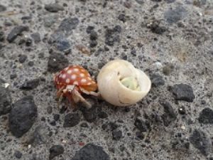 バリ島のヤドカリ