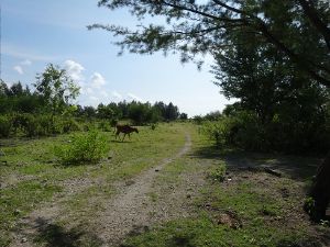 スランガンの牛さん