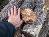 どでかしいたけ～